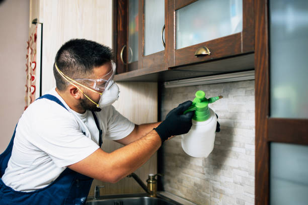 Wasp Removal Services in San Lorenzo, CA