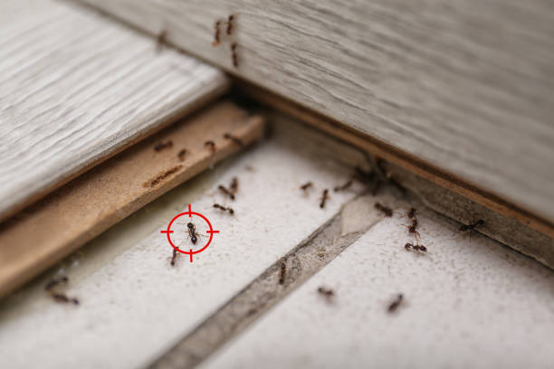 Pest Prevention Services in San Lorenzo, CA