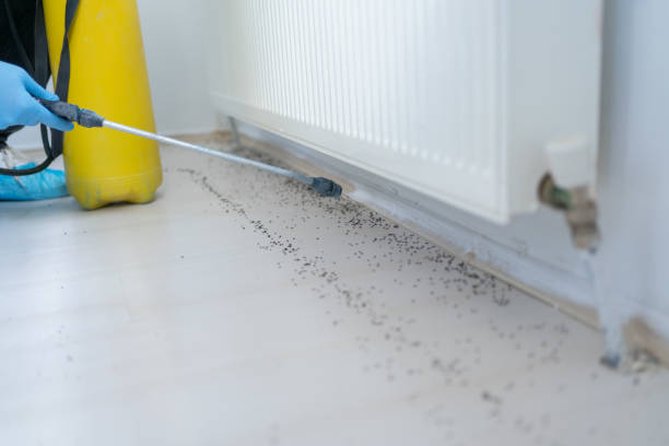 San Lorenzo, CA Pest Control Company