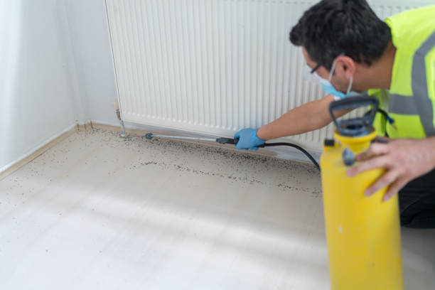Best Affordable Pest Control Services  in San Lorenzo, CA