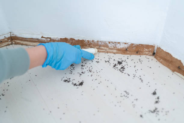 San Lorenzo, CA Pest Control Company